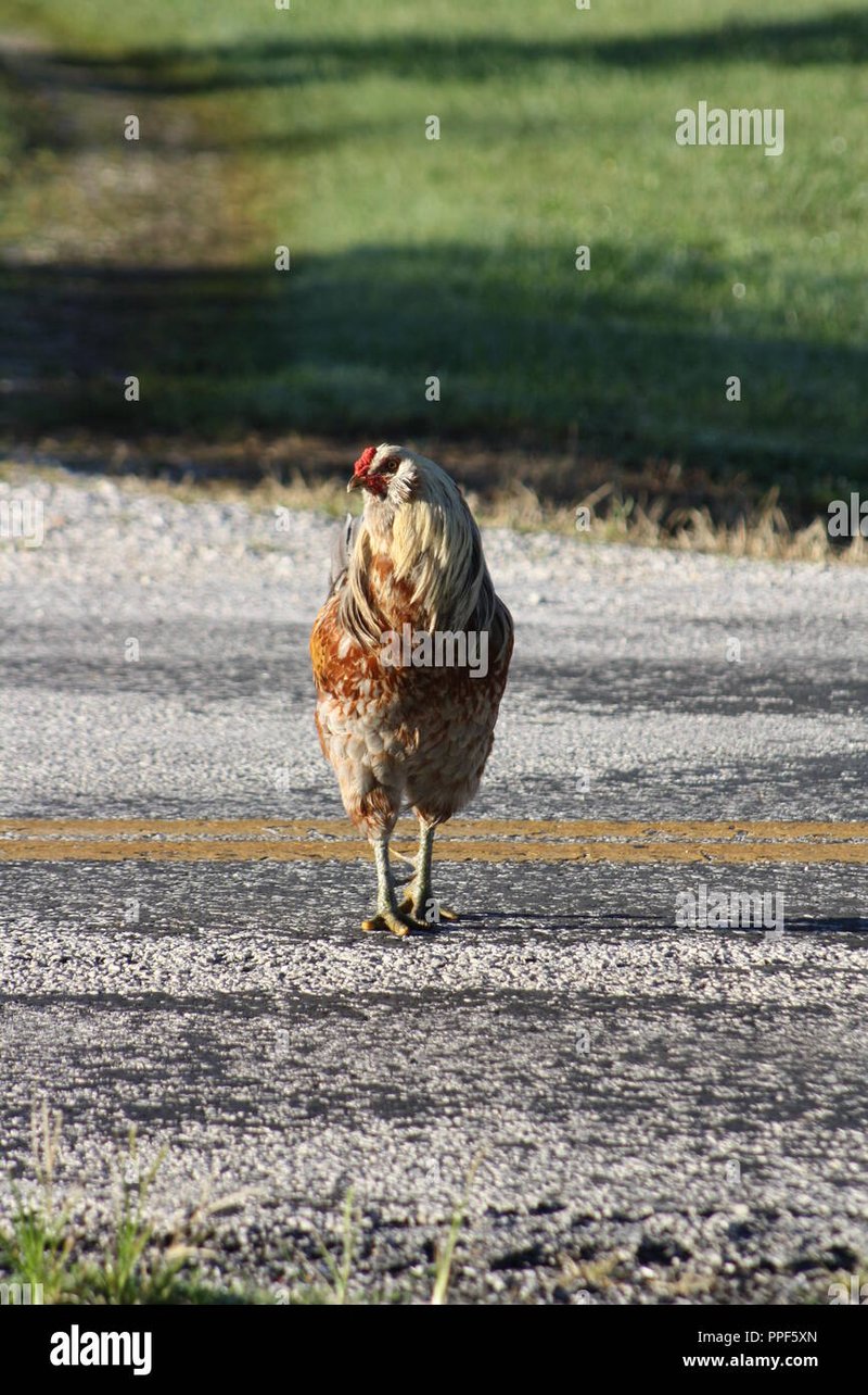 Een Gokkast met een Zelfstandig Ei: Kort Ingewijd in Chicken Road 1 Chicken road game in Netherlands